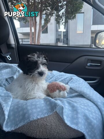 Jackapoo