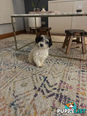 Jackapoo
