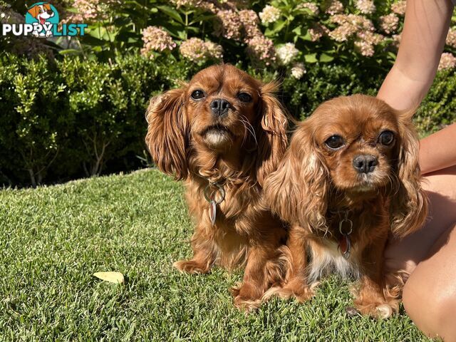 Pure Breed Cavalier King Charles Spaniel