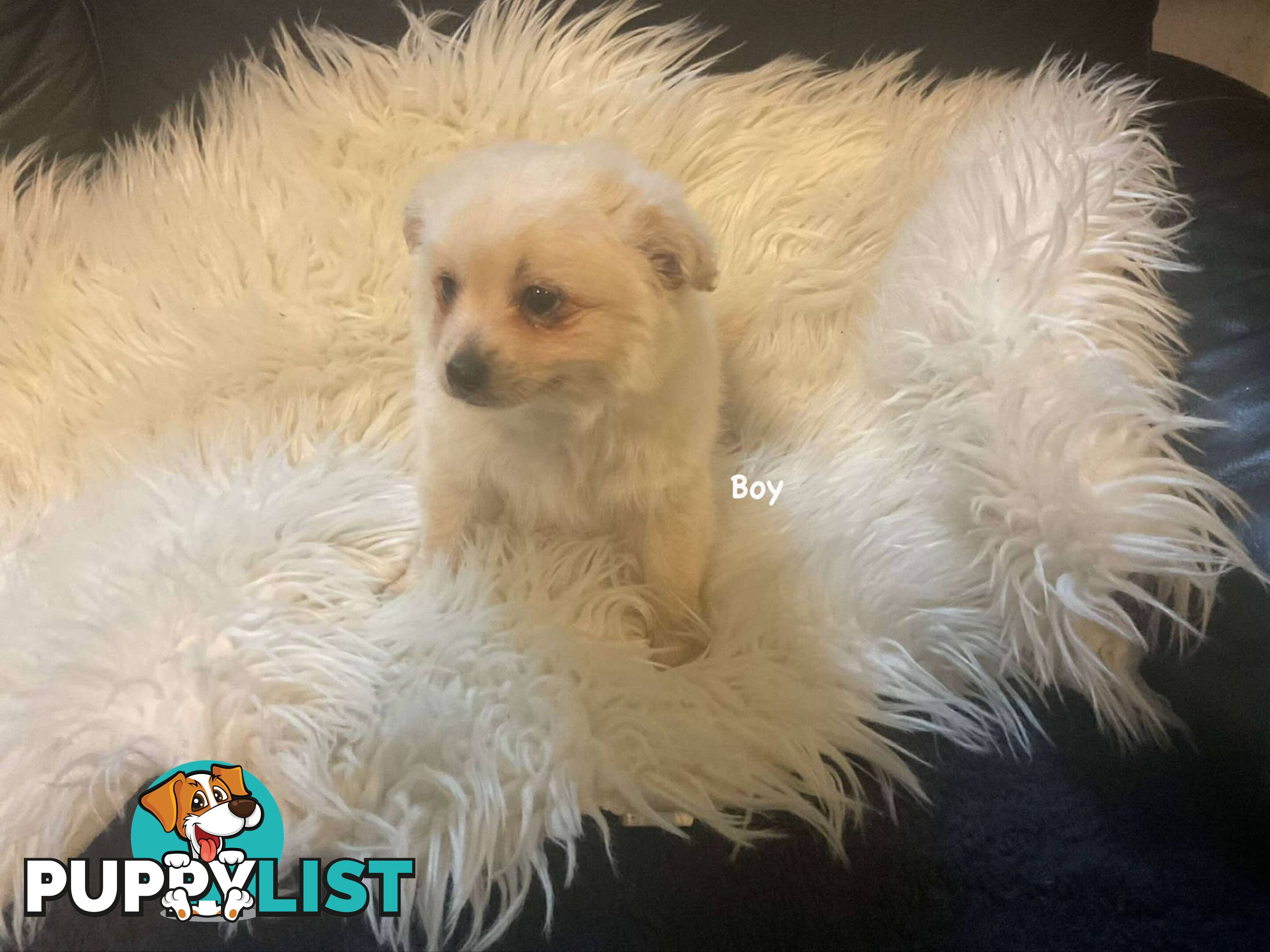 Pomeranian