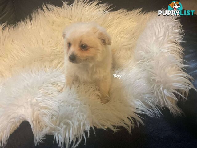 Pomeranian