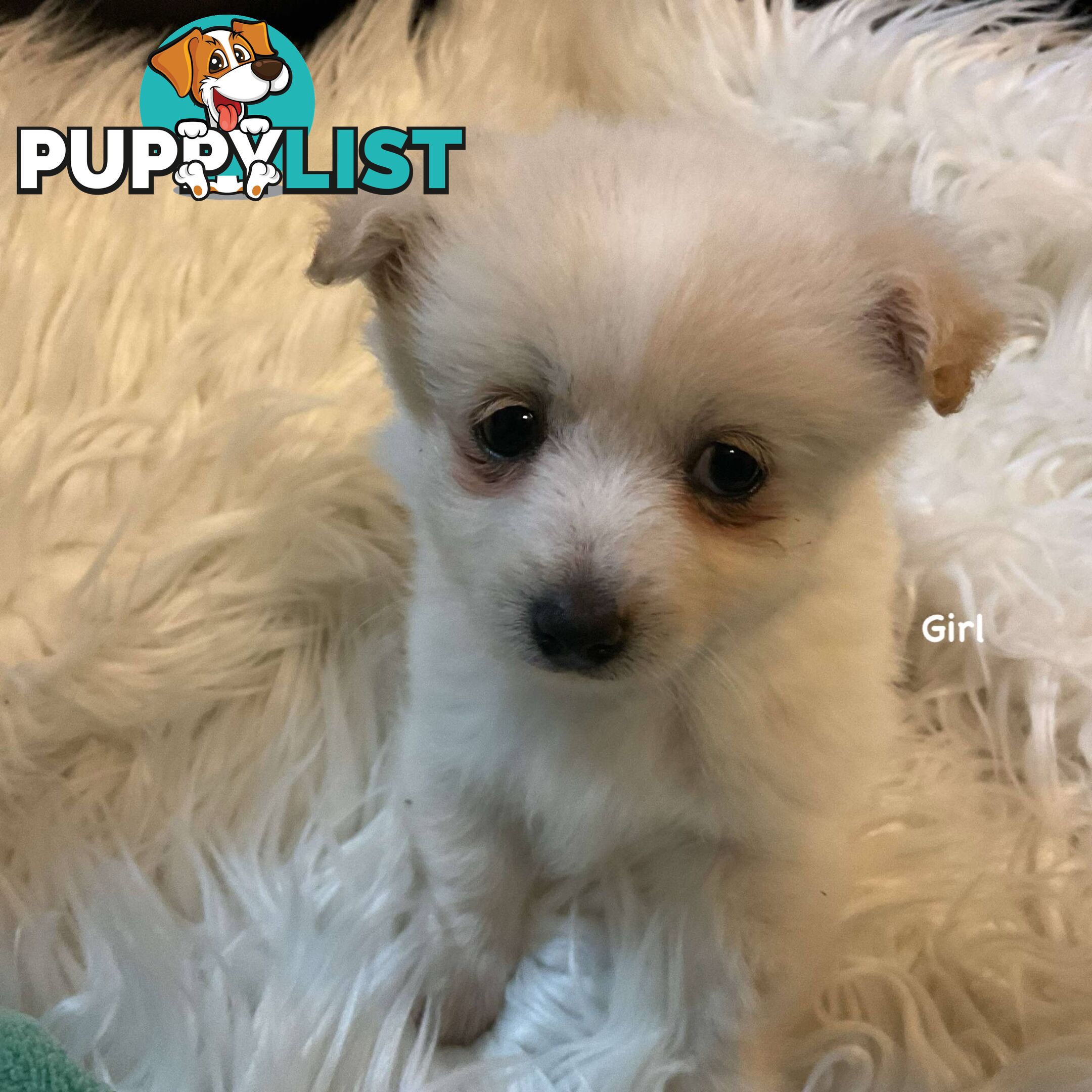 Pomeranian