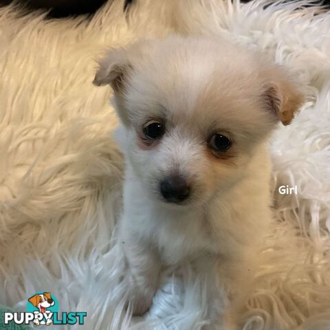 Pomeranian