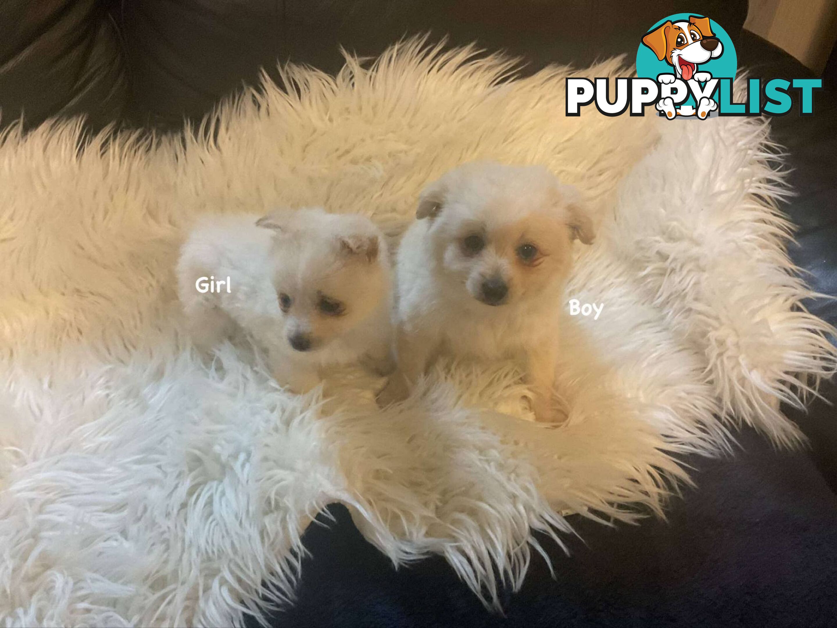 Pomeranian