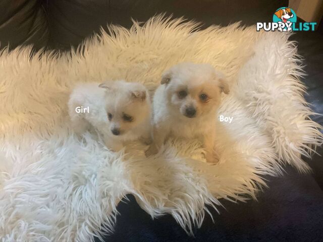 Pomeranian