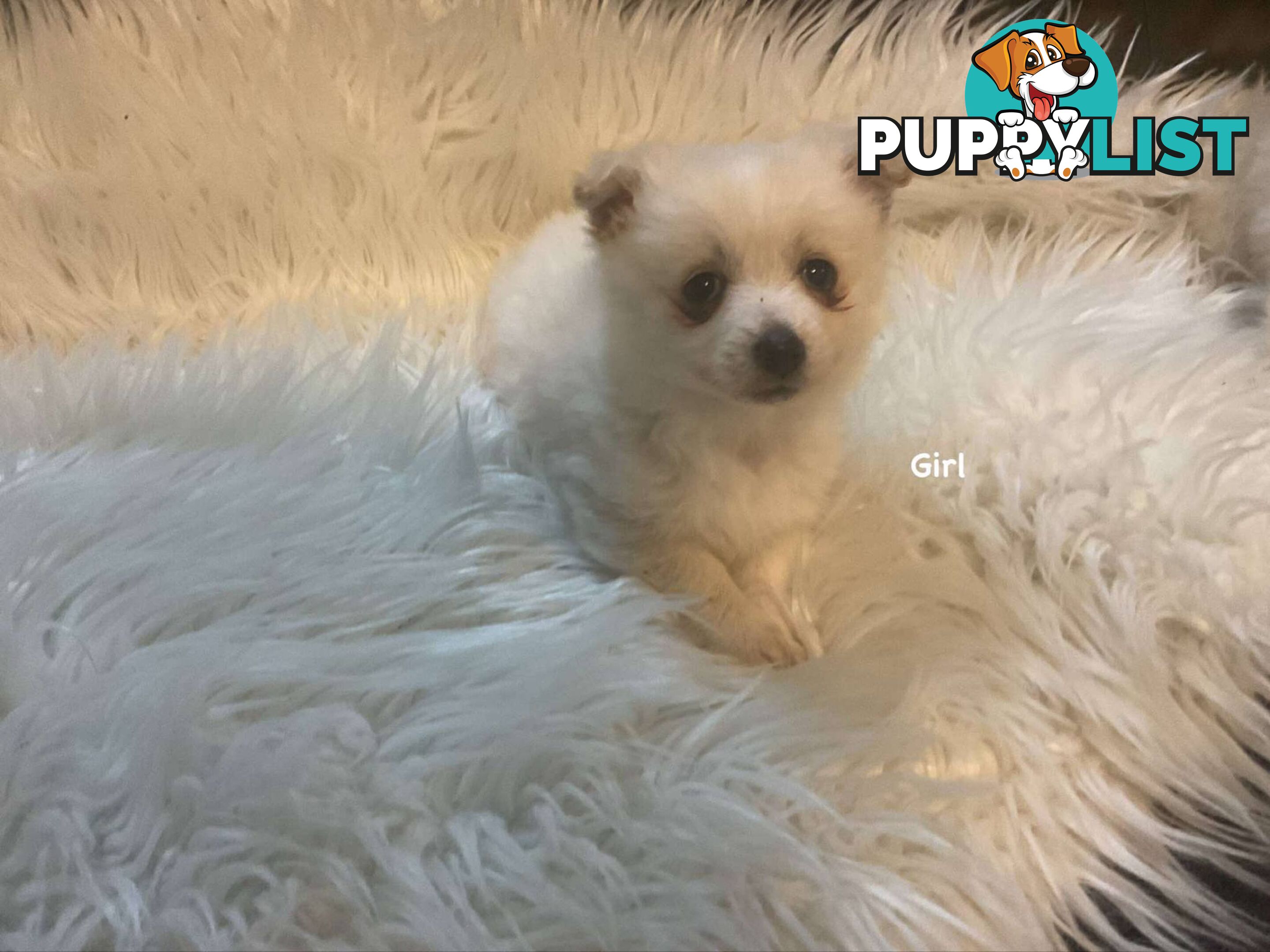 Pomeranian