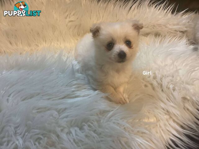 Pomeranian