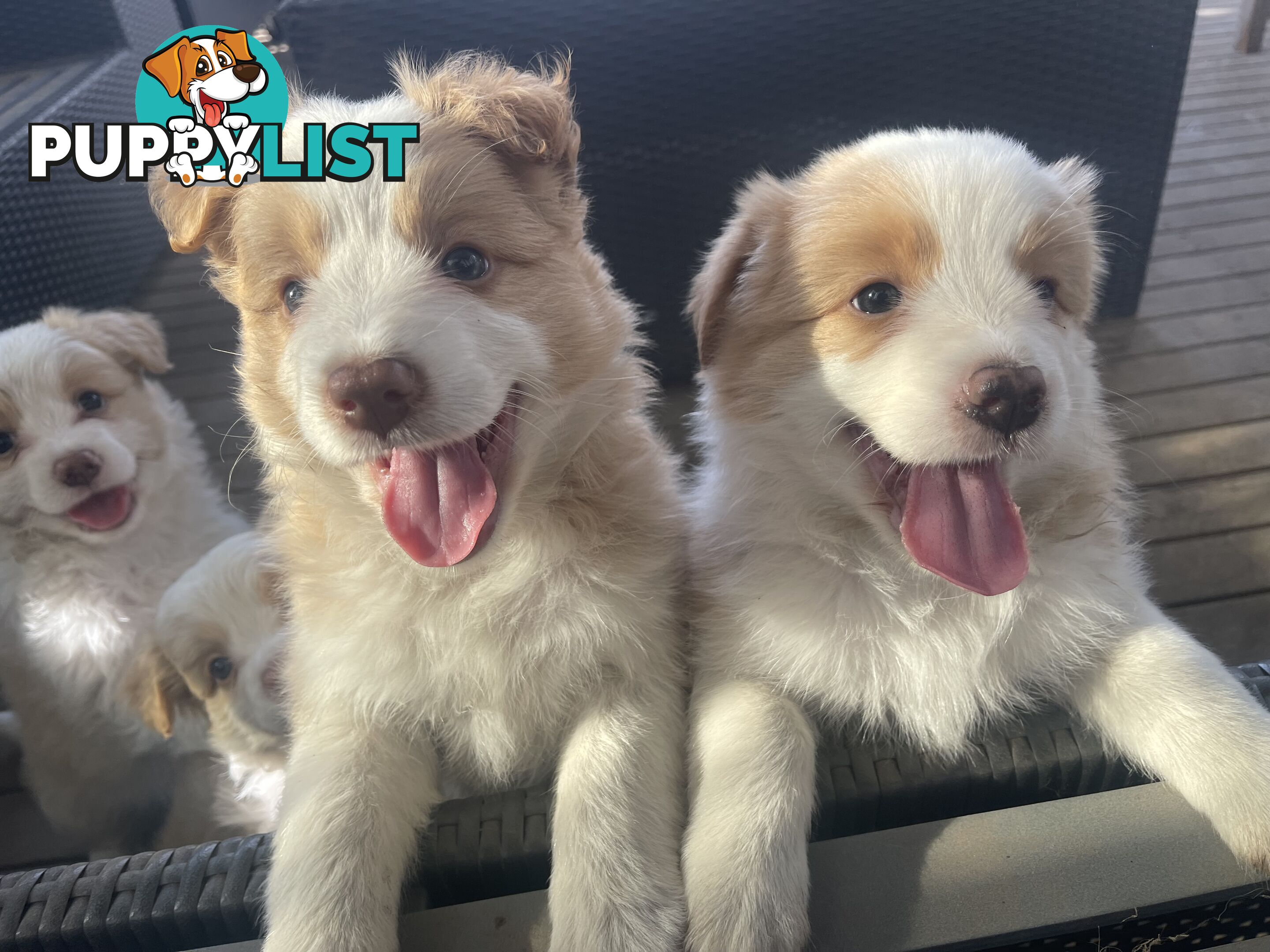 Border collie puppies for sale