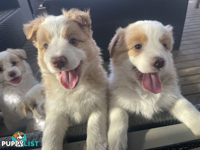 Border collie puppies for sale