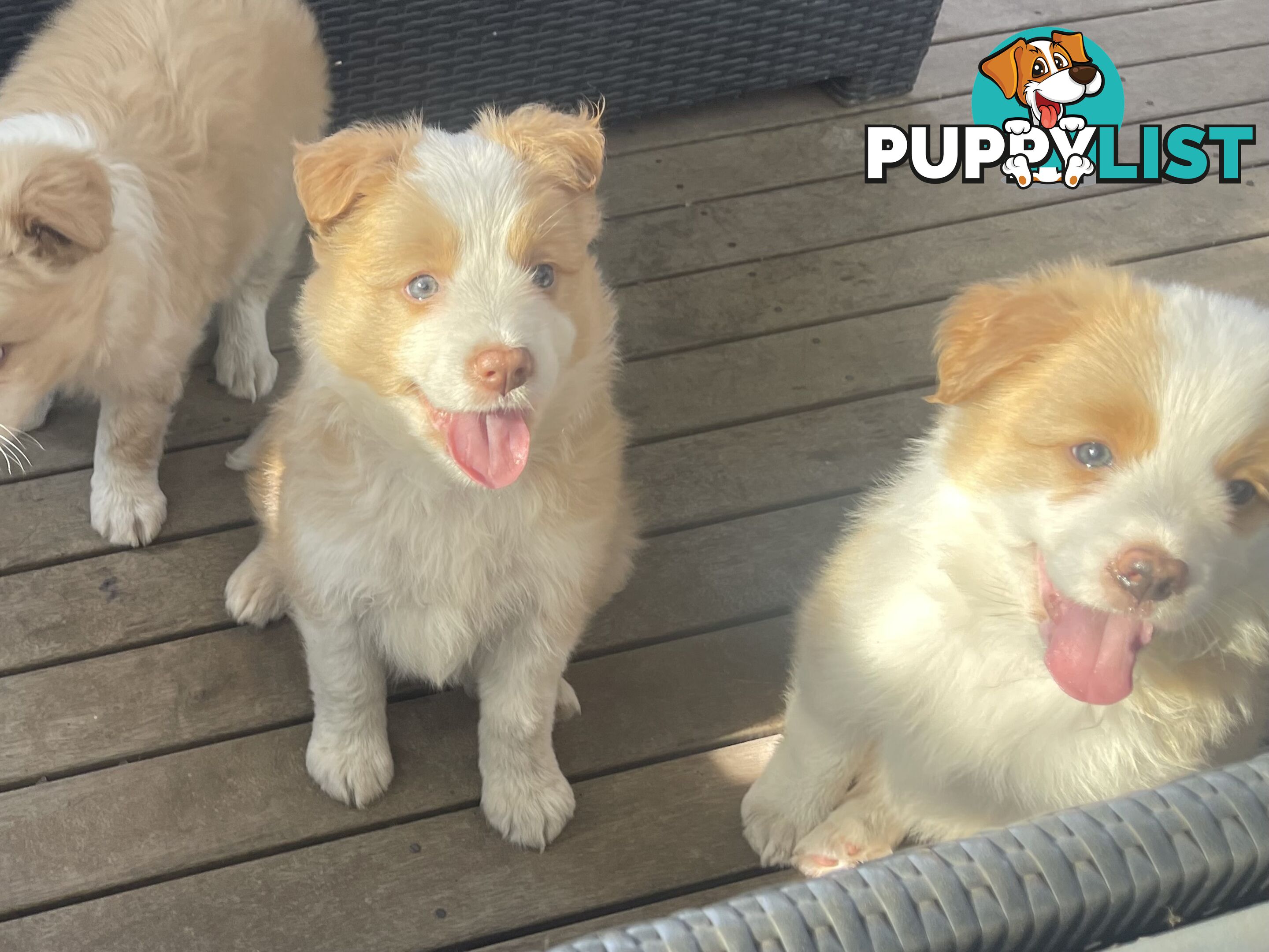 Border collie puppies for sale