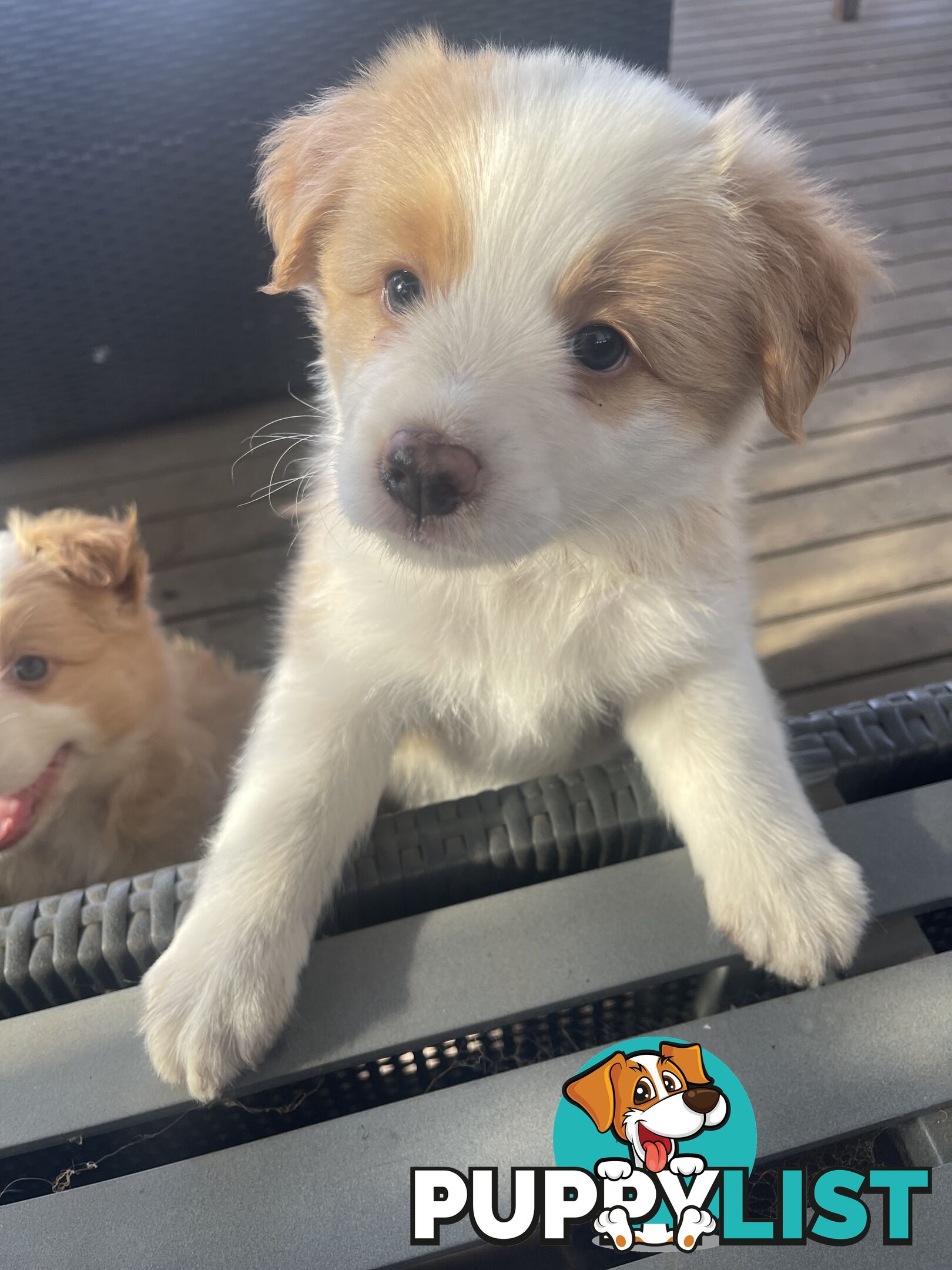 Border collie puppies for sale