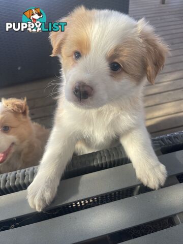 Border collie puppies for sale