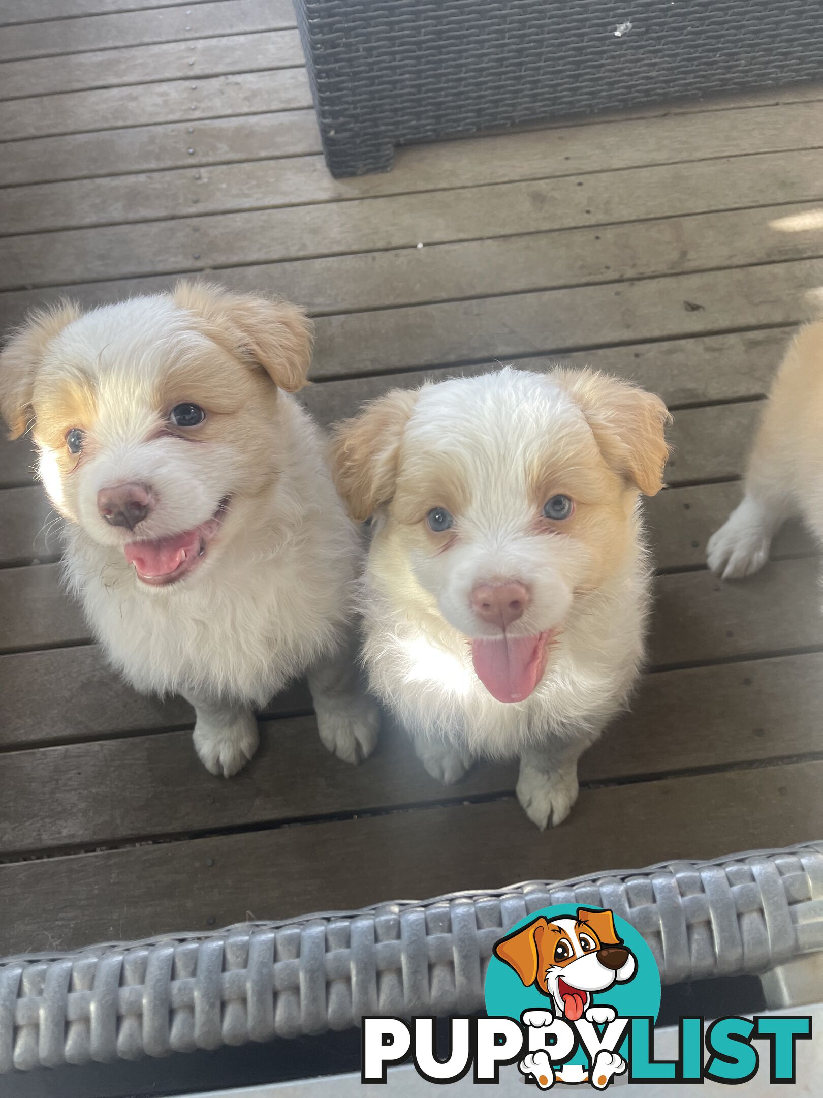 Border collie puppies for sale