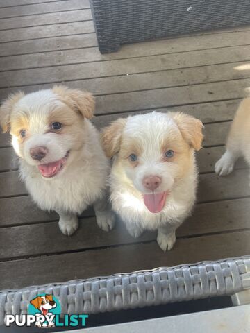 Border collie puppies for sale