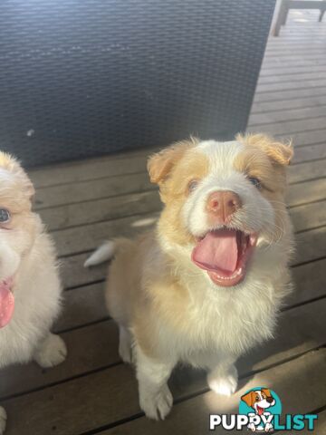 Border collie puppies for sale