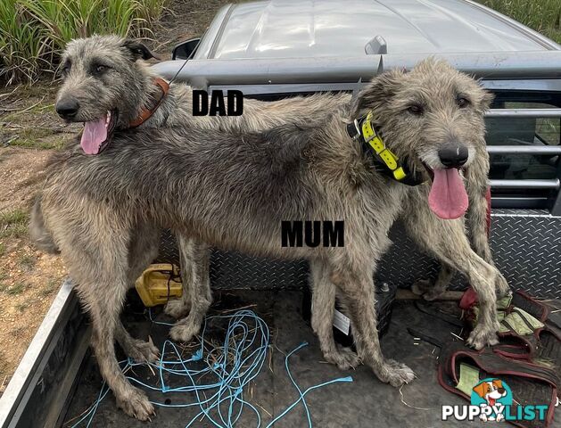 Purebred Irish Wolfhounds