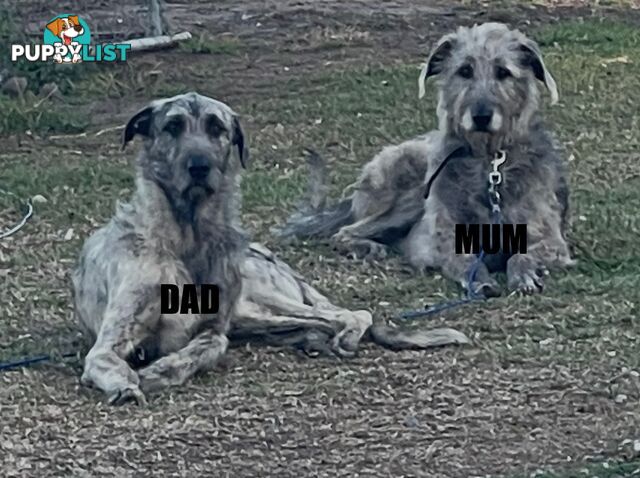 Purebred Irish Wolfhounds