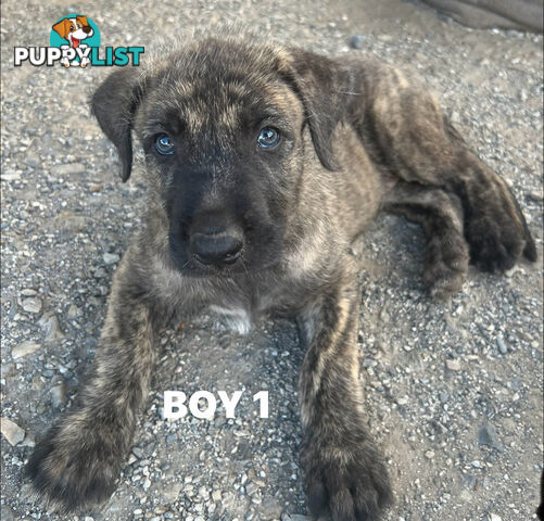 Purebred Irish Wolfhounds