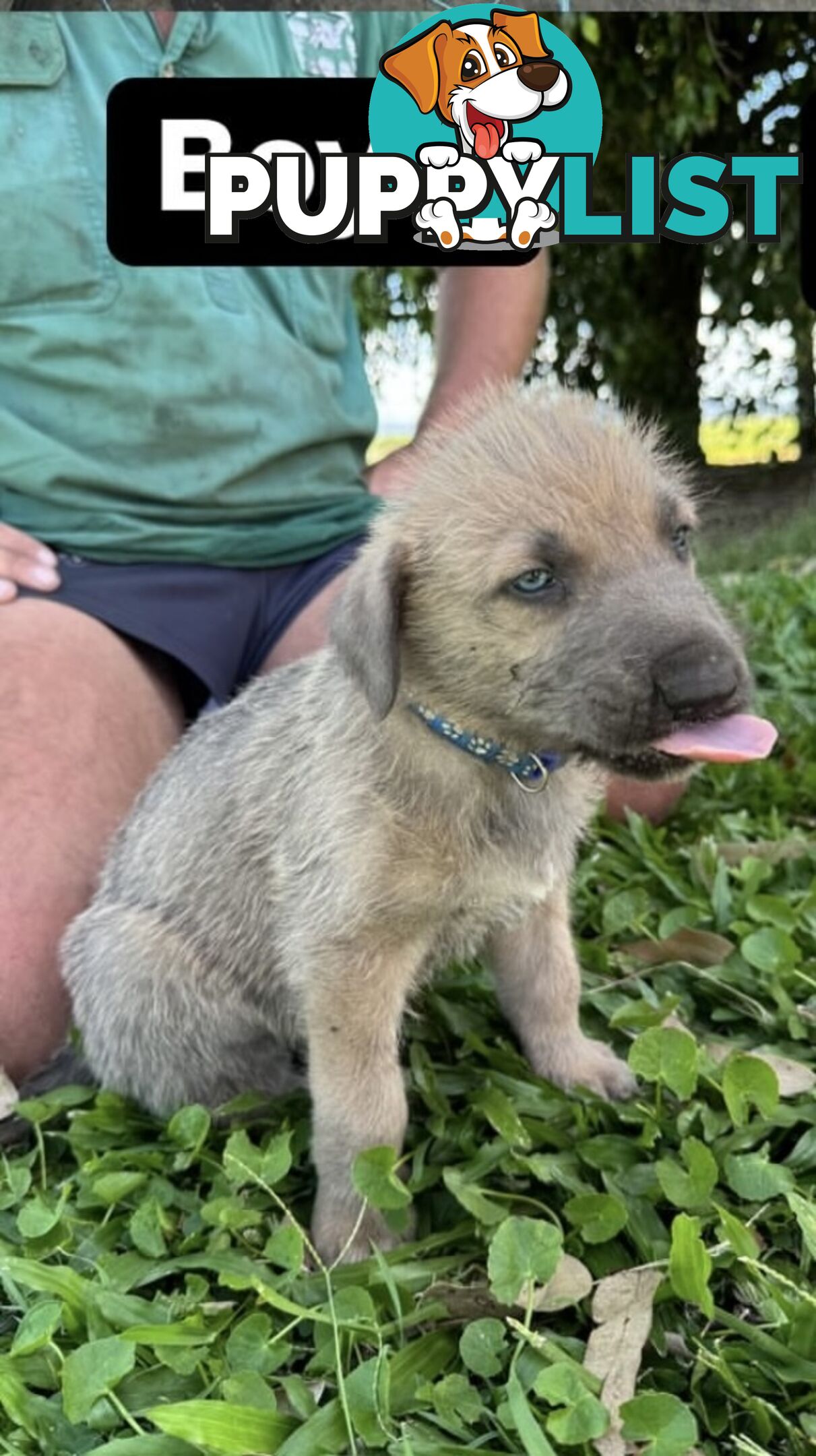 Purebred Irish Wolfhounds