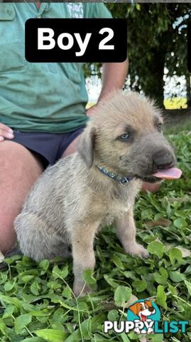 Purebred Irish Wolfhounds