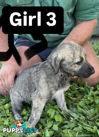 Purebred Irish Wolfhounds