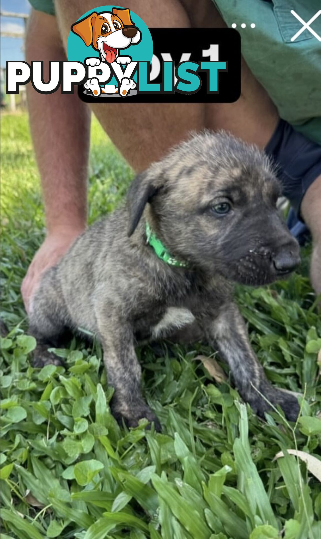 Purebred Irish Wolfhounds