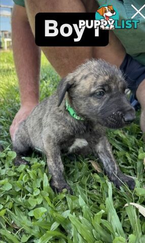 Purebred Irish Wolfhounds