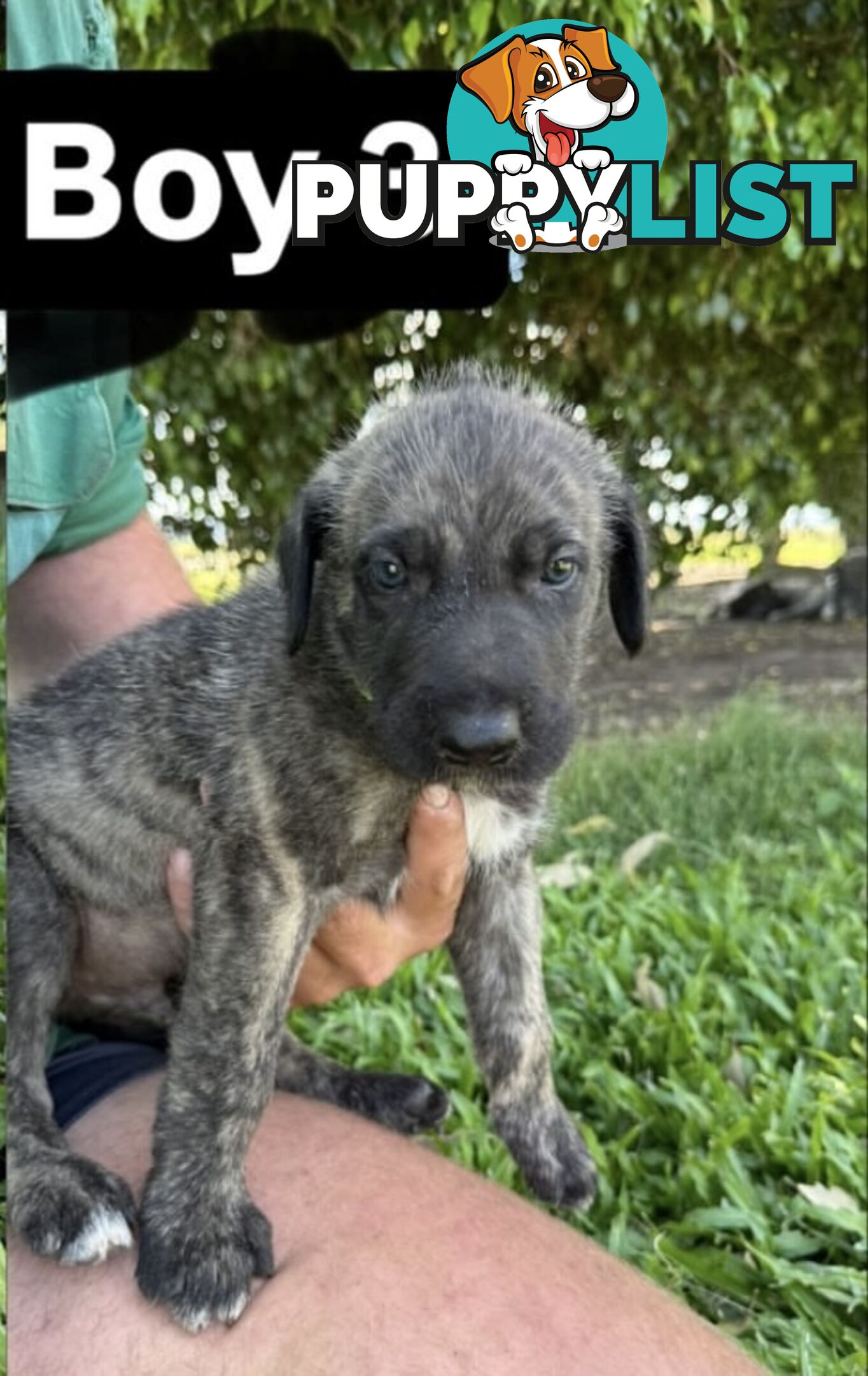 Purebred Irish Wolfhounds