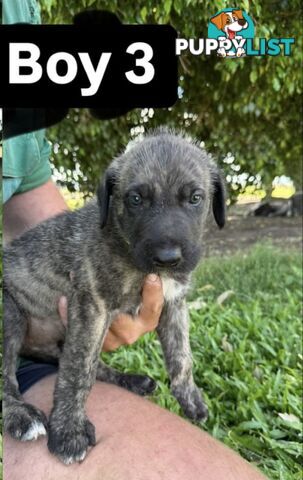 Purebred Irish Wolfhounds