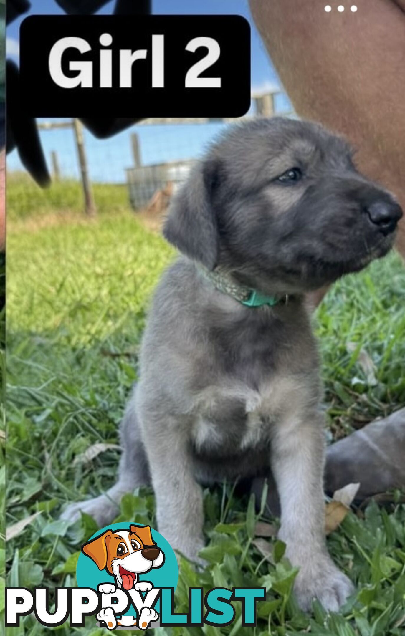 Purebred Irish Wolfhounds