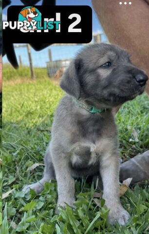 Purebred Irish Wolfhounds