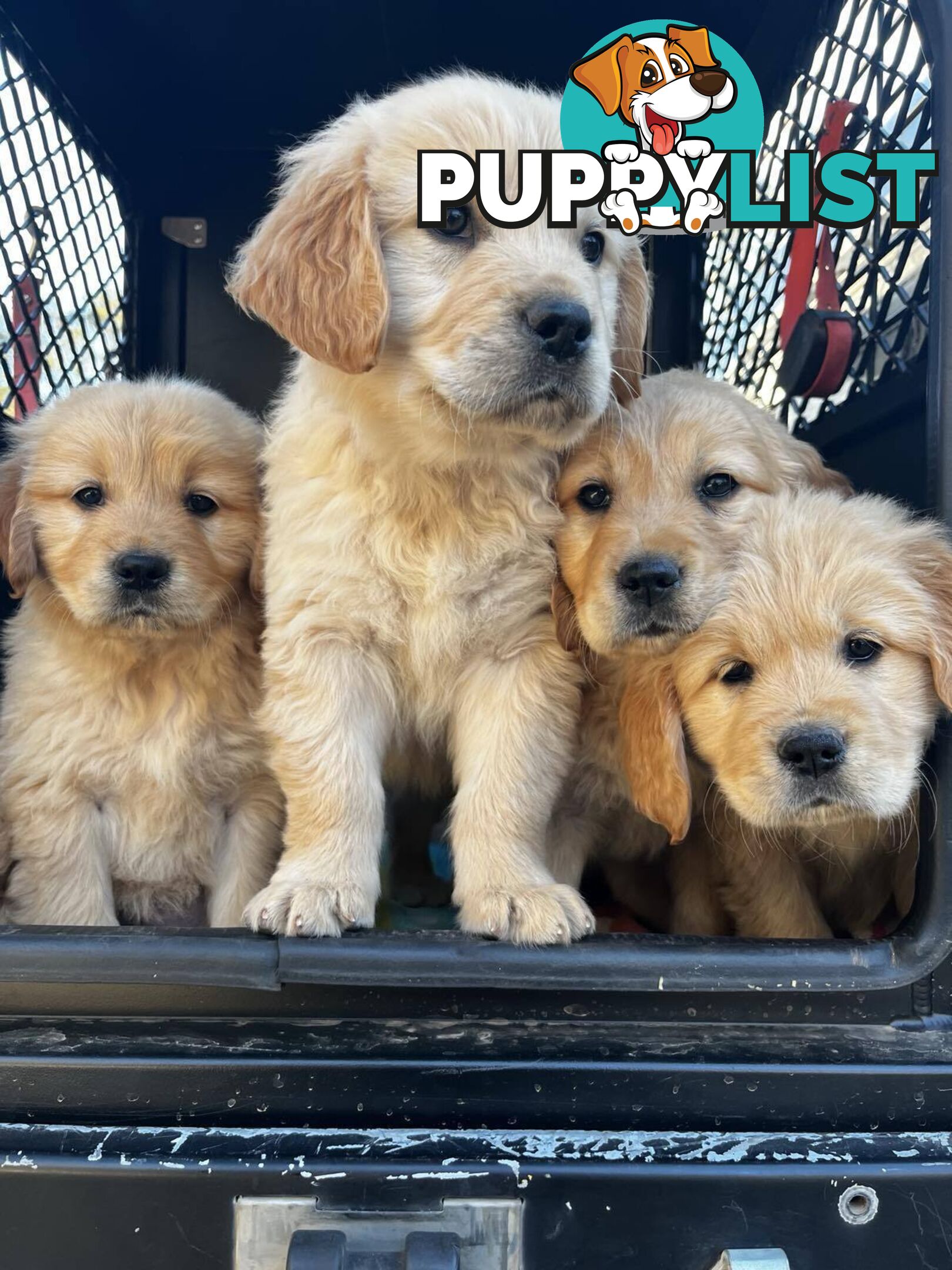Purebred Golden Retriever Girl AVAILABLE NOW