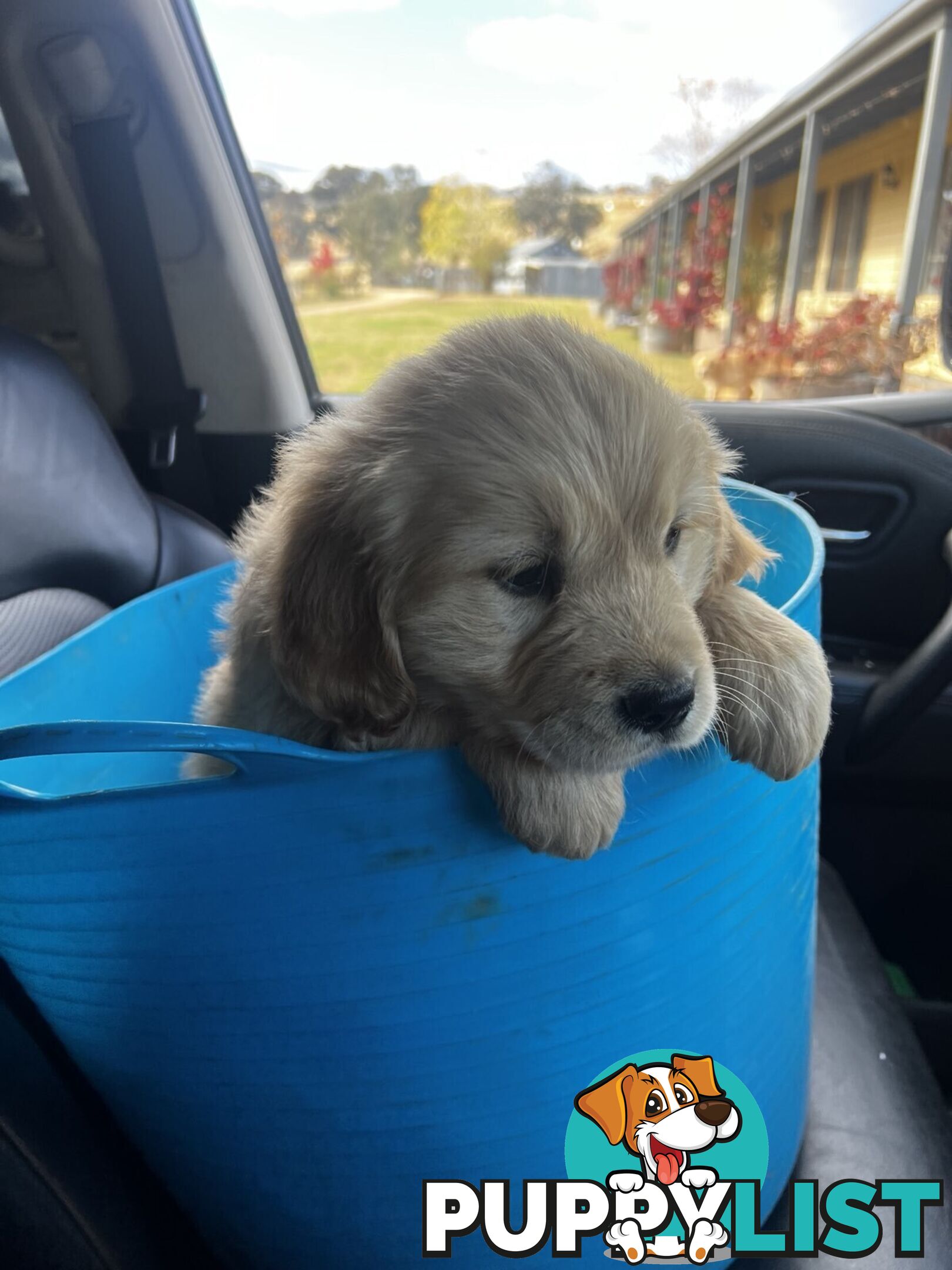 Purebred Golden Retriever Girl AVAILABLE NOW