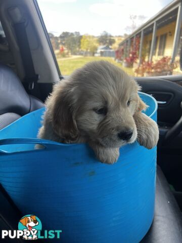 Purebred Golden Retriever Girl AVAILABLE NOW
