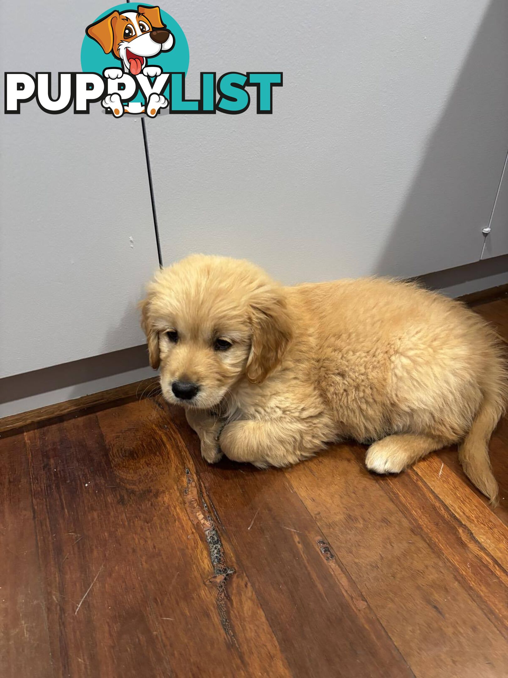 Purebred Golden Retriever Girl AVAILABLE NOW