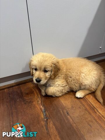 Purebred Golden Retriever Girl AVAILABLE NOW