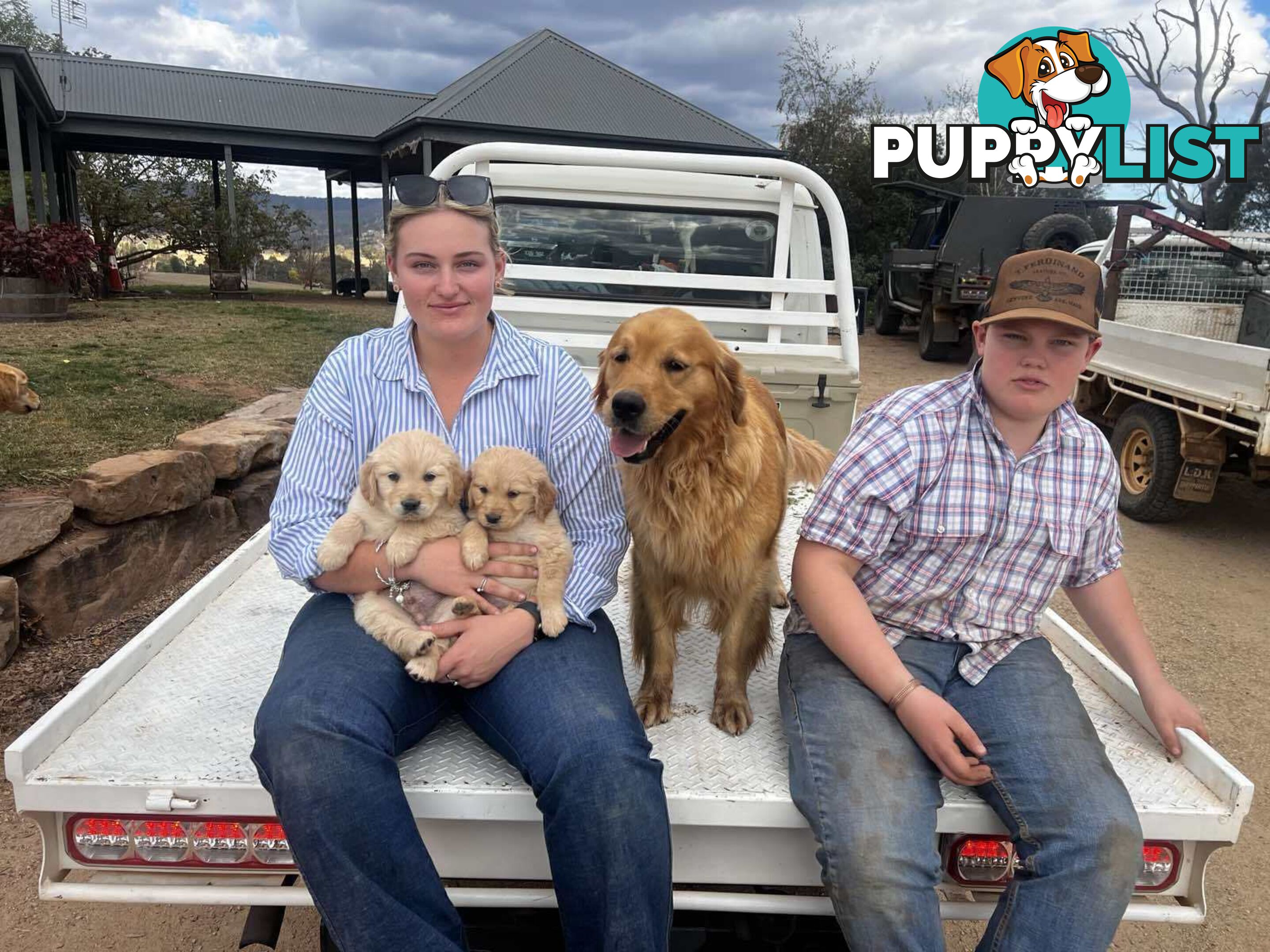 Purebred Golden Retriever Girl AVAILABLE NOW