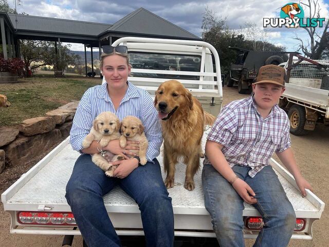 Purebred Golden Retriever Girl AVAILABLE NOW