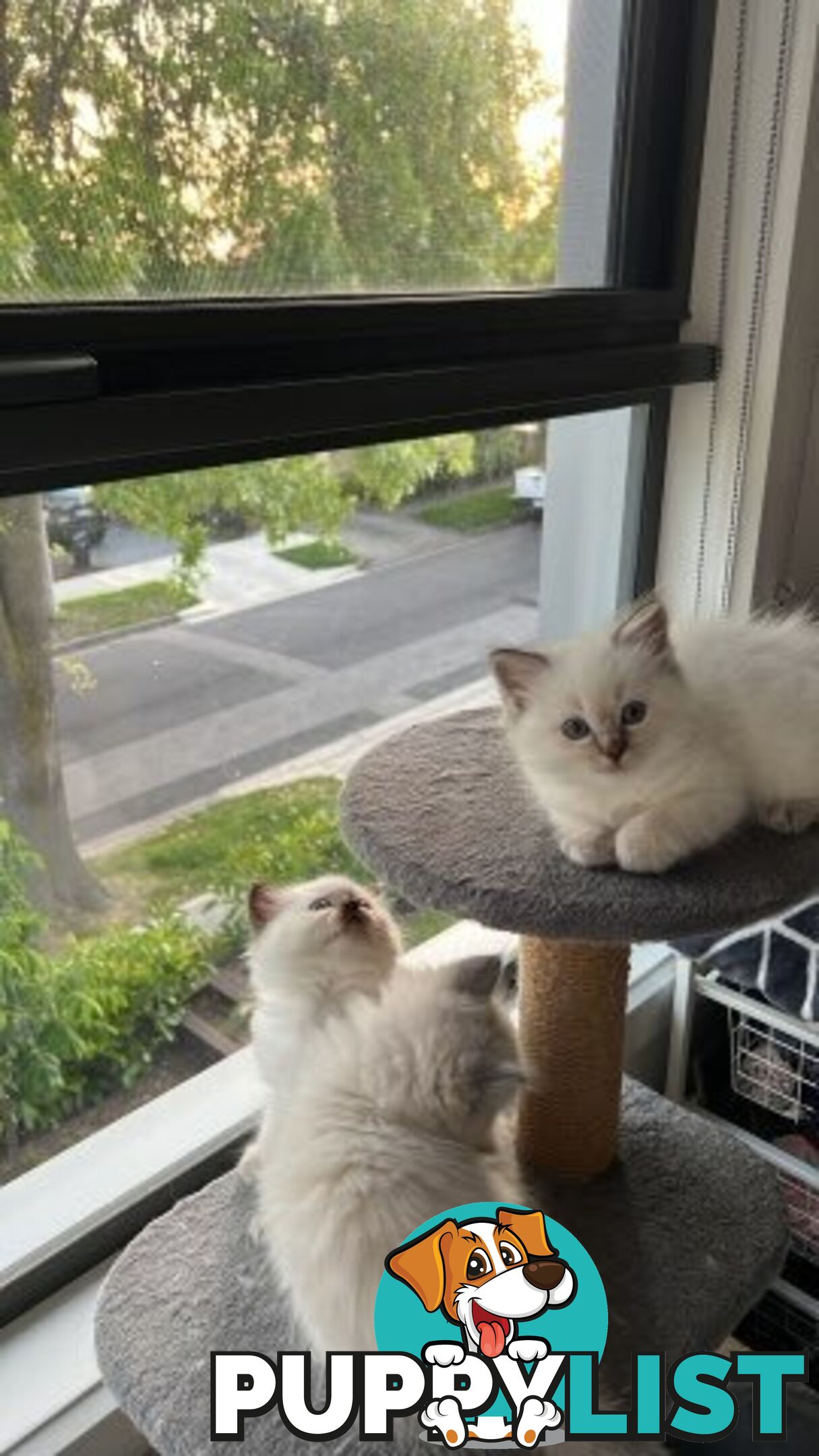 Ragdoll Kittens