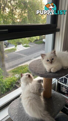 Ragdoll Kittens