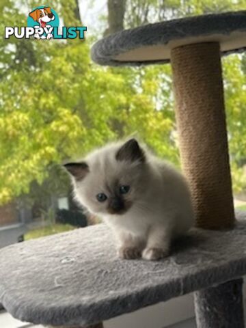 Ragdoll Kittens