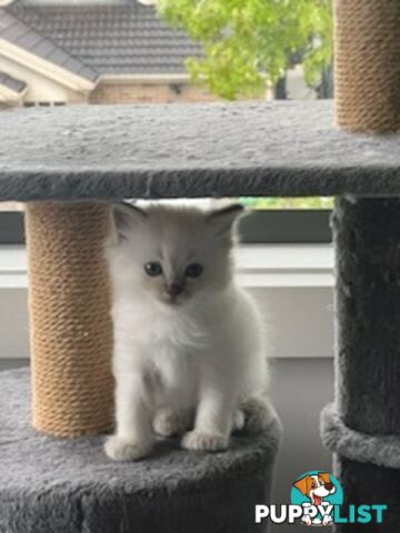 Ragdoll Kittens