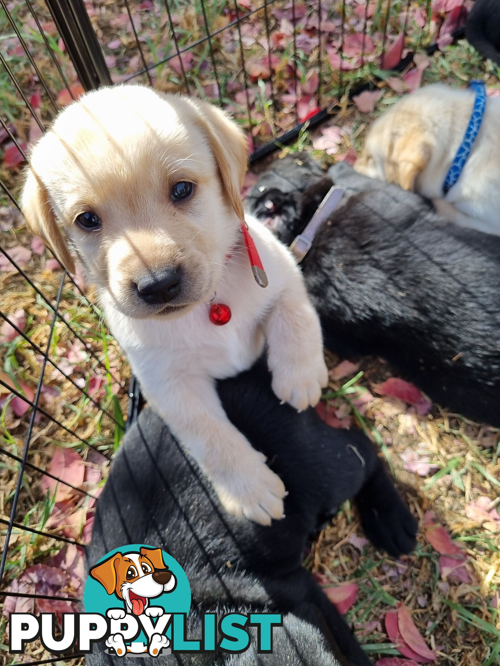 Labrador Puppies 8 weeks old