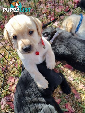Labrador Puppies 8 weeks old