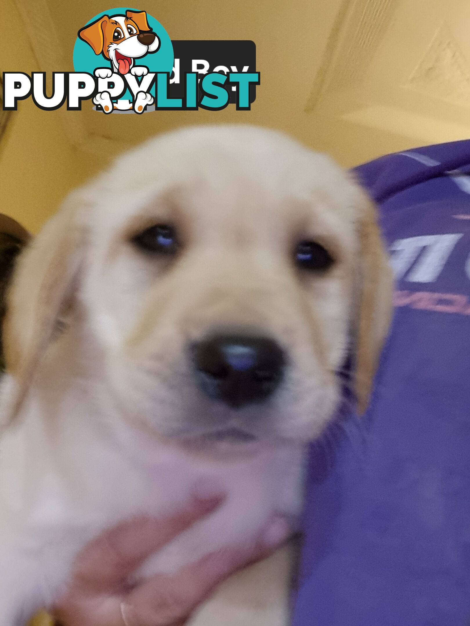 Labrador Puppies 8 weeks old