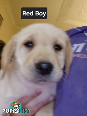 Labrador Puppies 8 weeks old