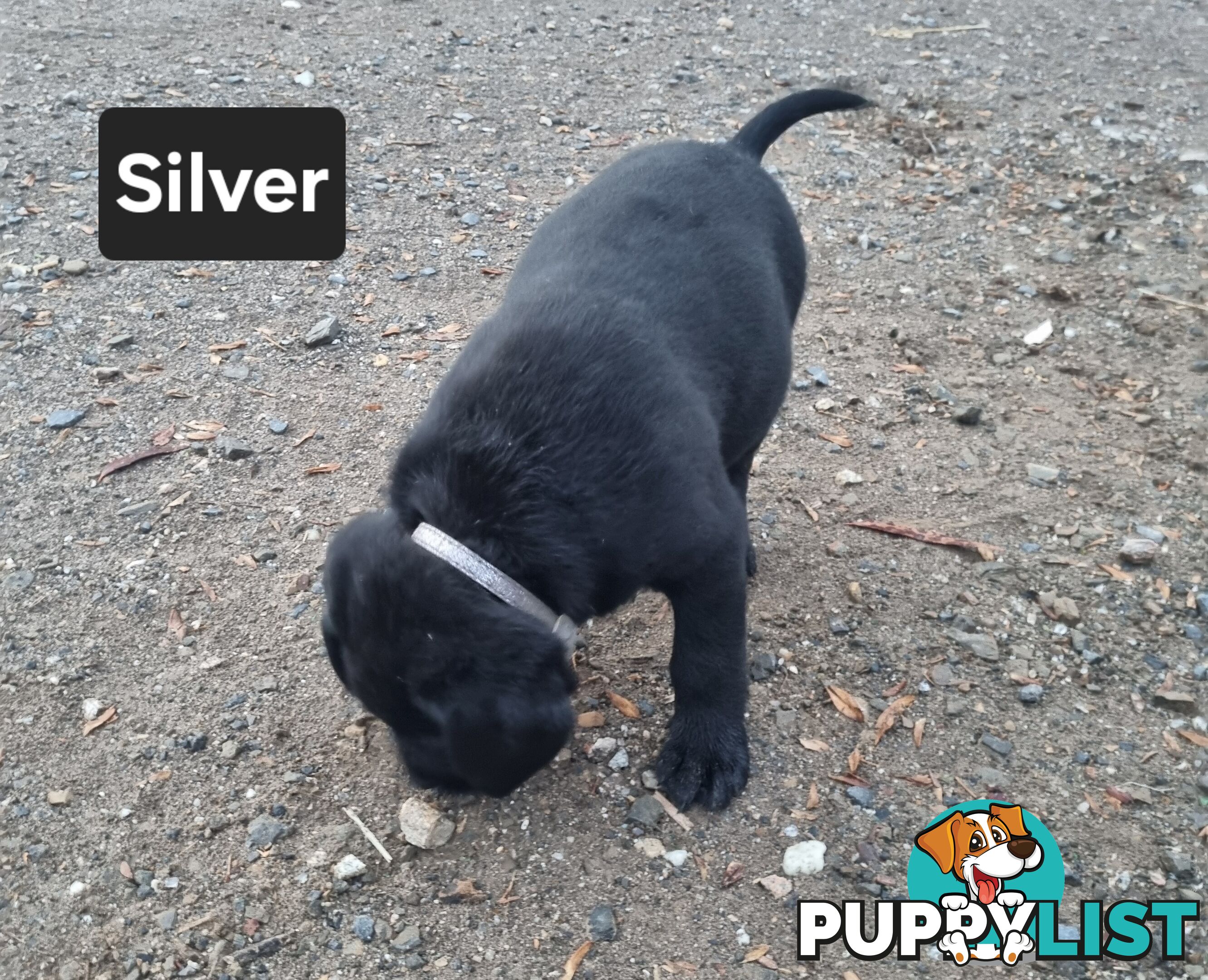 Labrador Puppies 8 weeks old