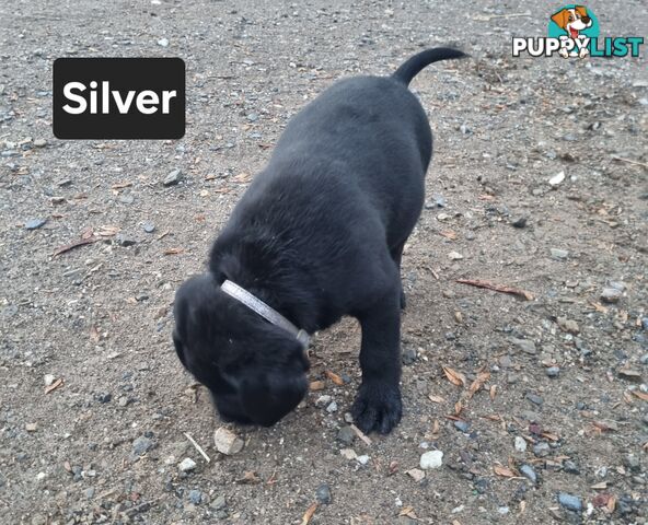Labrador Puppies 8 weeks old