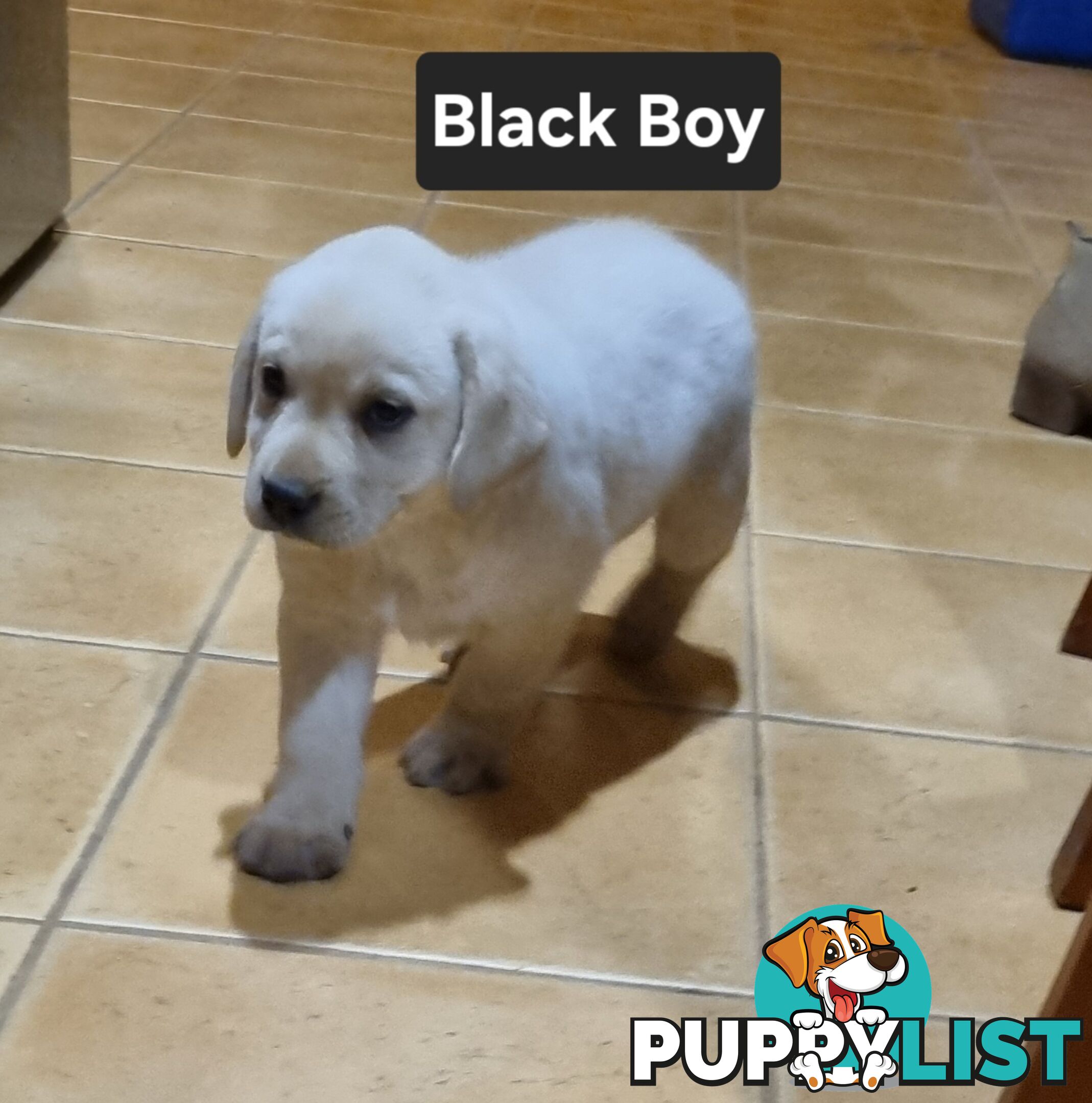 Labrador Puppies 8 weeks old