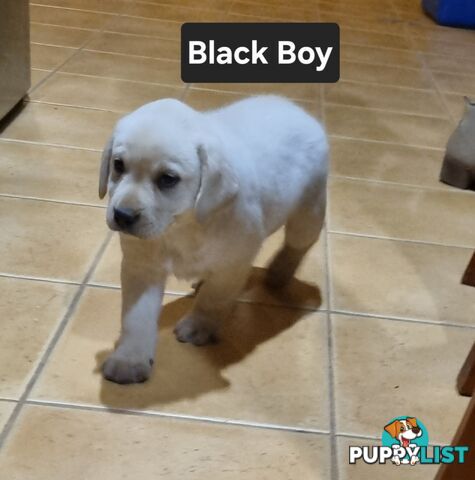 Labrador Puppies 8 weeks old